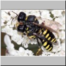 Ectemnius lapidarius - Grabwespe 01d 10-11mm Paarung Teverener Heide.jpg